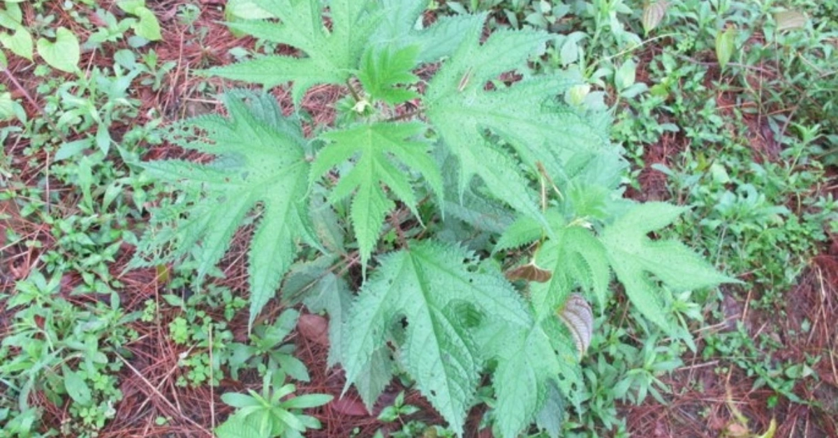 अल्लो, (Allo) चाल्नेसिस्नु, वृश्चिका (Vrishchika) Girardinia diversifolia (Link) Friis Benefits , uses and Important