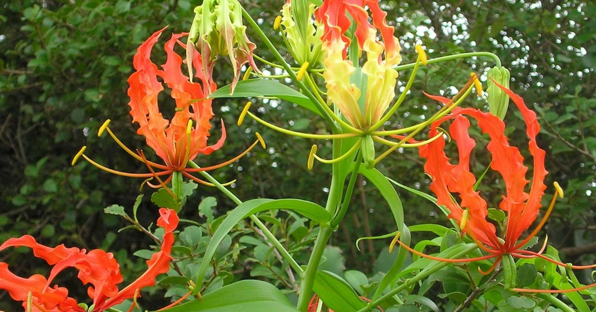 केवारी (Kewari), कलिहारी ( Kalihari) Gloriosa superba Linn. Benefits, uses, and Using Method