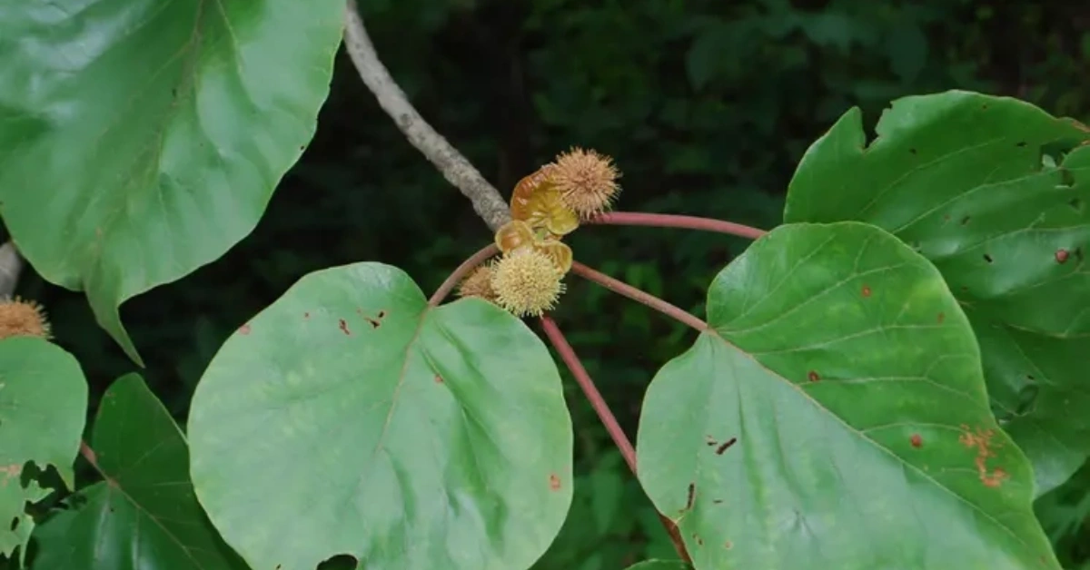 करम (karam) Haridru (हरिद्रु) Haldina cordifolia (Roxb.) Ridsdale Benefits and Uses