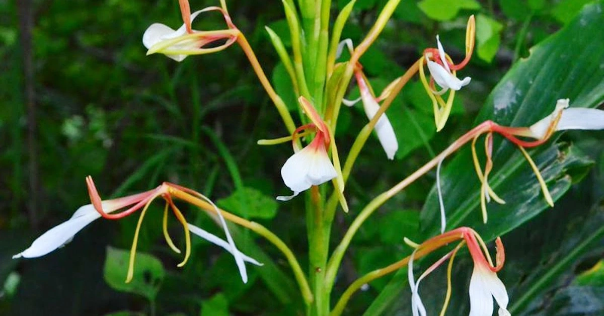 पङ्खाफूल (Pangkaha Phul) Kapurkachari (कपूर कचरी) Hedychium spicatum Ham. ex Smith benefits , uses and Using Method
