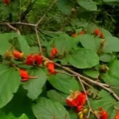 Ayurvedic Medicine for Sinusitis