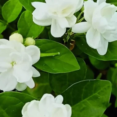 Ayurvedic Medicine for Sinusitis