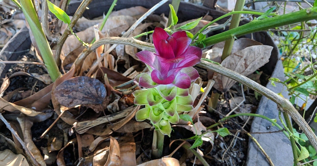 Kalo Beshar (कालो बेसार ) Curcuma amada Roxb. (आमा हल्दी) Benefits, Use and Using Method