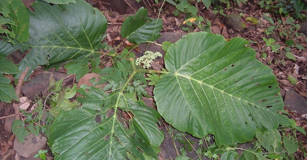 हस्तिकर्ण (बुलेभुत्रा, गलेनी) Leea macrophylla (Hastikarna / Bulebhutra / Galeni ) Uses, Benefit and Consumption