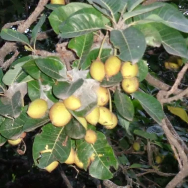 Ayurvedic Medicine for Sinusitis