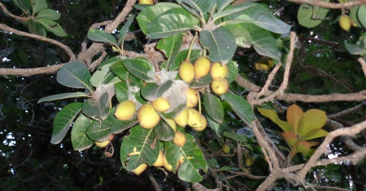 महुवा (Mahuva) , मधूक (Madhook) Madhuca longifolia var. latifolia (Roxb) A. Chev. Benefits and uses