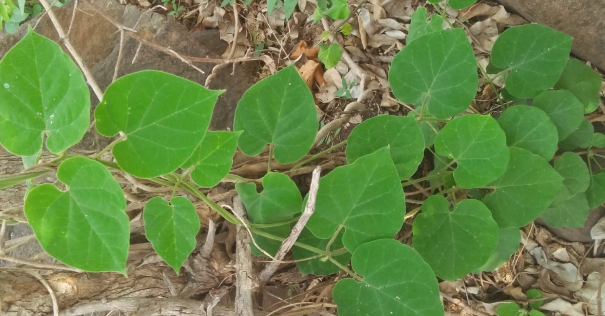 बाहुनी लहरा (Bahuni lahra), Murva: मूर्वा Marsdenia tenacissima (Roxb.) Moon Benefits and uses