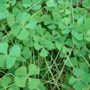 चारपाते जन्तीकार (Charpate Jantikar) सुनिष्णक (Sunishnak) Marsilea minuta Linn. Uses and Benefits