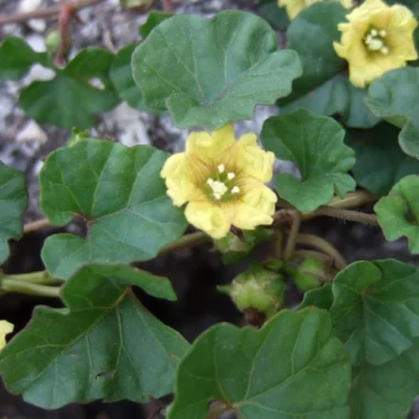 मुसाकानी (Musakani)  Musikaparni (मूषिकपर्णी)  Merremia gangetica (Linn.) Cufodont Benefits, Uses and Using Method