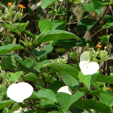 Ayurvedic Medicine for Sinusitis