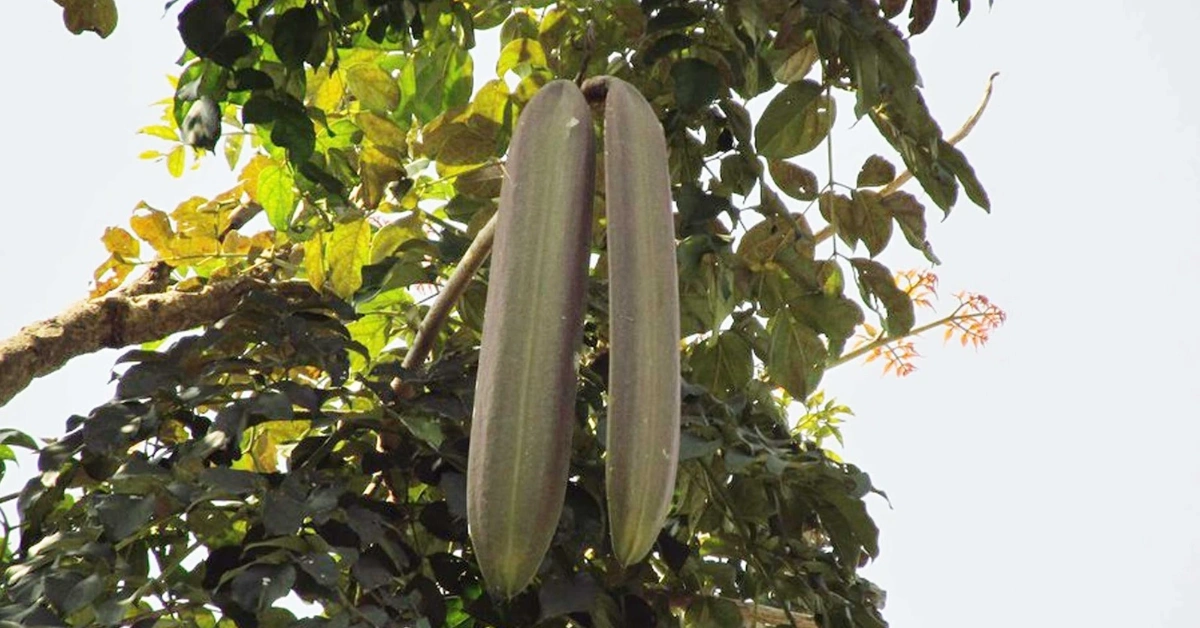 टटेलो (Tatelo) Shyonaak (श्योनाक) Oroxylum indicum (Linn.) Kurz Benefits and uses