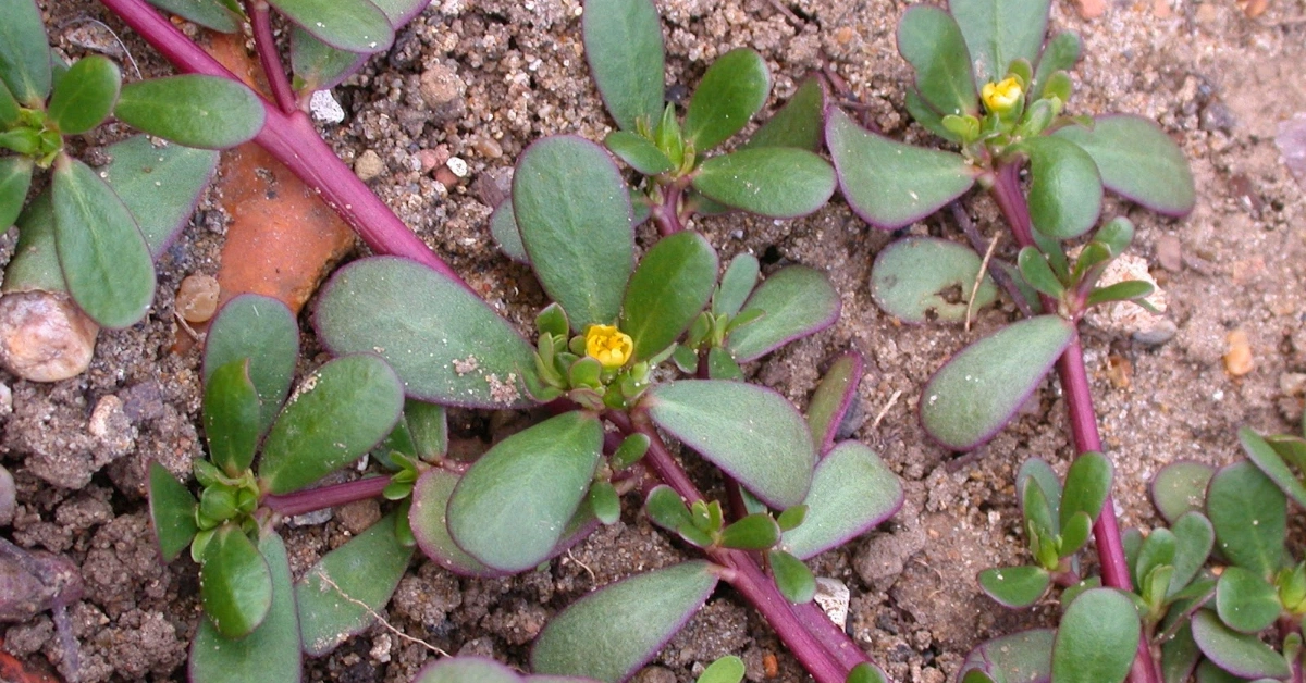नुनढ़िकी (Nundhiki), लोणी ( Loni) Portulaca oleracea Linn. Benefits, uses and using method