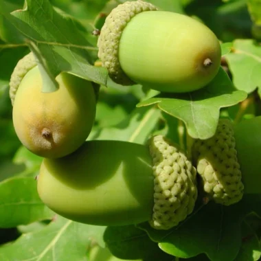 Ayurvedic Medicine for Sinusitis