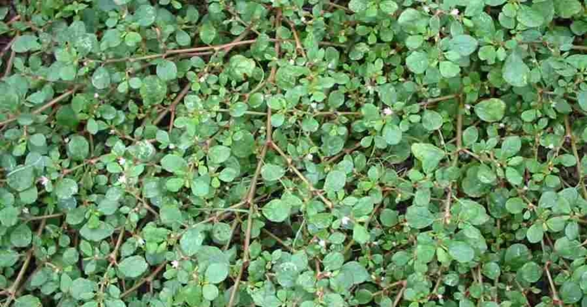 Varshabhu: वर्षाभू Trianthema monogyna Linn. Benefits uses and Important