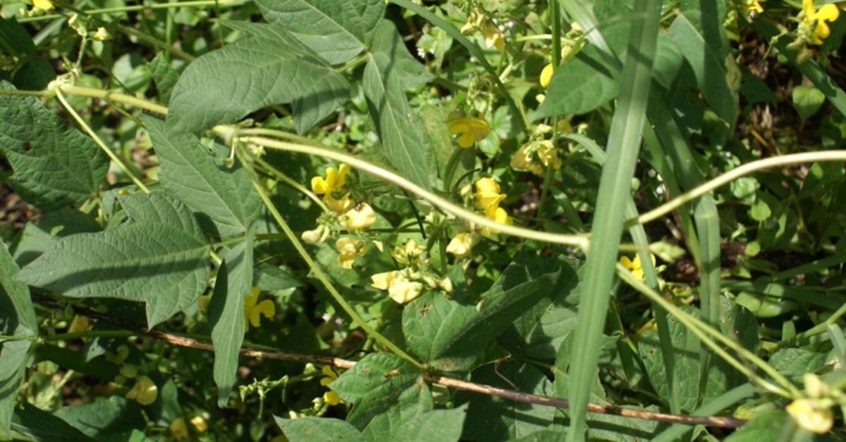 मस्याङ्ग (Masyang) Mukushth Moth (मोठ ) Vignaaconitifolia (Jacq.) Marechal Benefits and Uses