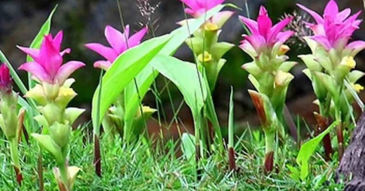 वन वेसार (Wild Turmeric) Jangali Haldi ( जंगली हलदी) Curcuma aromatica Salisb Benefit, Use and Extraction