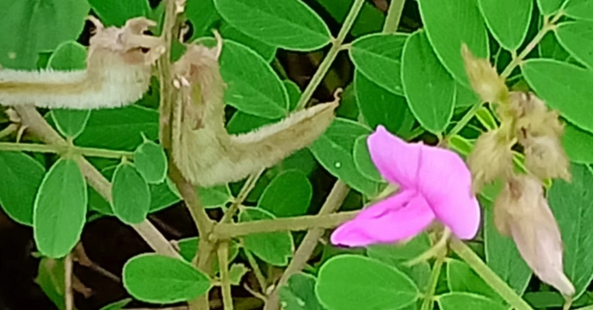 Sharpunkha ( शरपुंखा) Tephrosia purpurea (Linn.) Pers. Benefits and uses