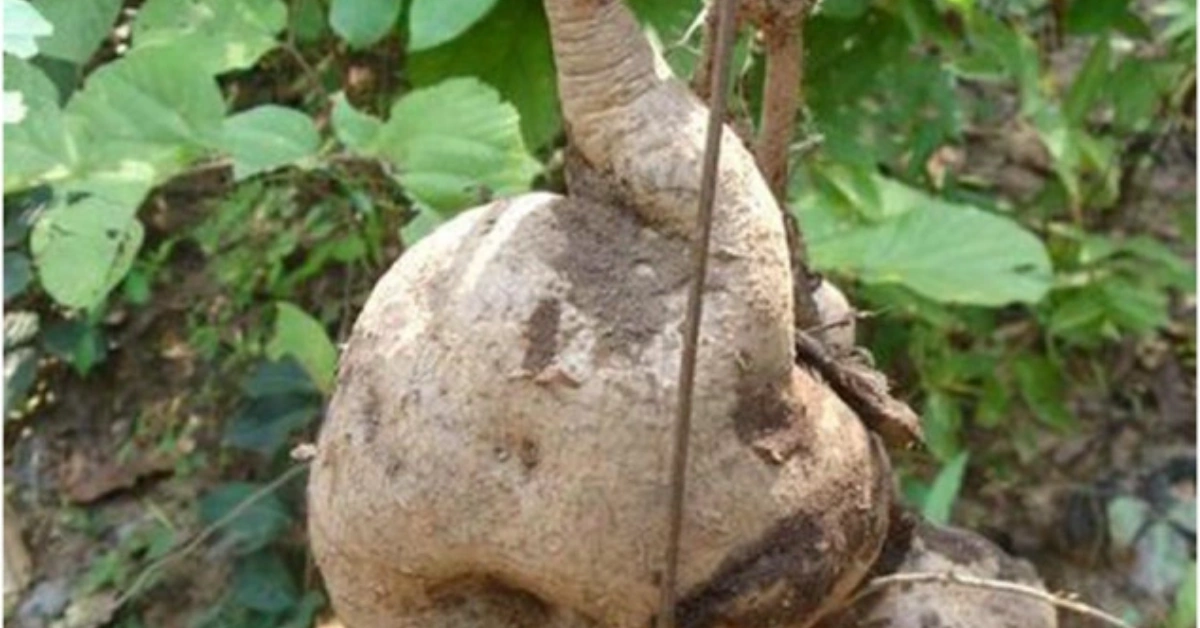 विदारी कन्द (Vidarikand) बिलाइकन्द, बिदारीकन्द, भूमिकुष्माण्ड, क्षीरवल्ली Pueraria tuberosa (Roxb. ex. Willd.) DC. Benefits uses and Method