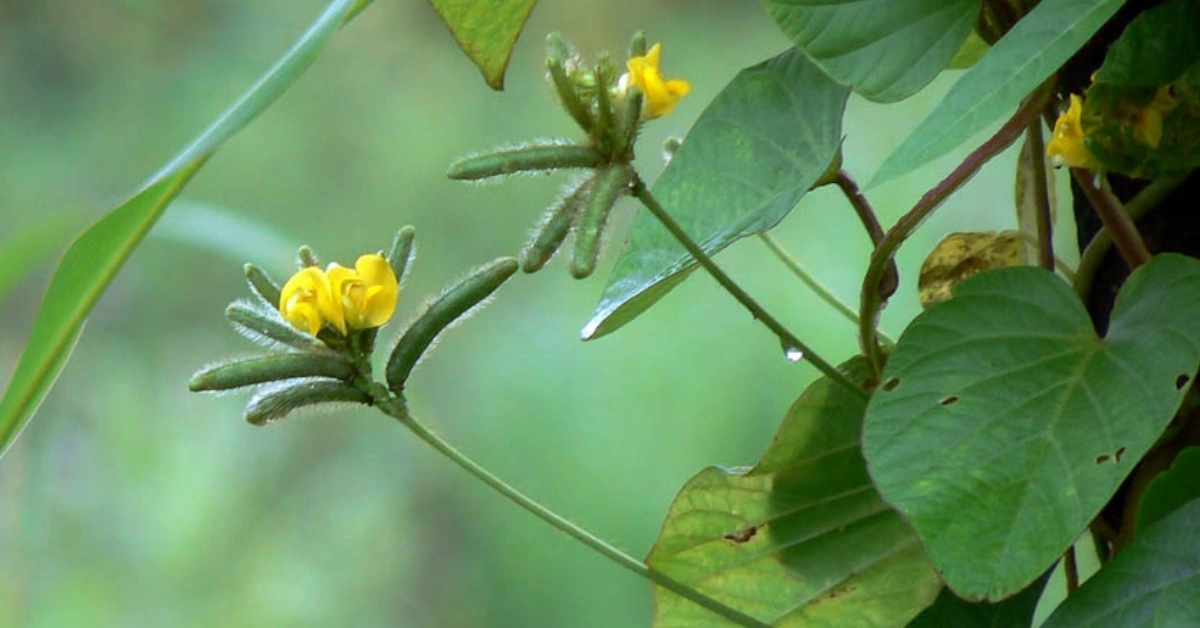 मुङ्ग (Moong) Vigna radiata (Linn.) Wilczek var. radiata Verdcourt Benefits and Uses