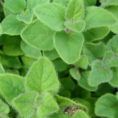 Ayurvedic Medicine for Sinusitis